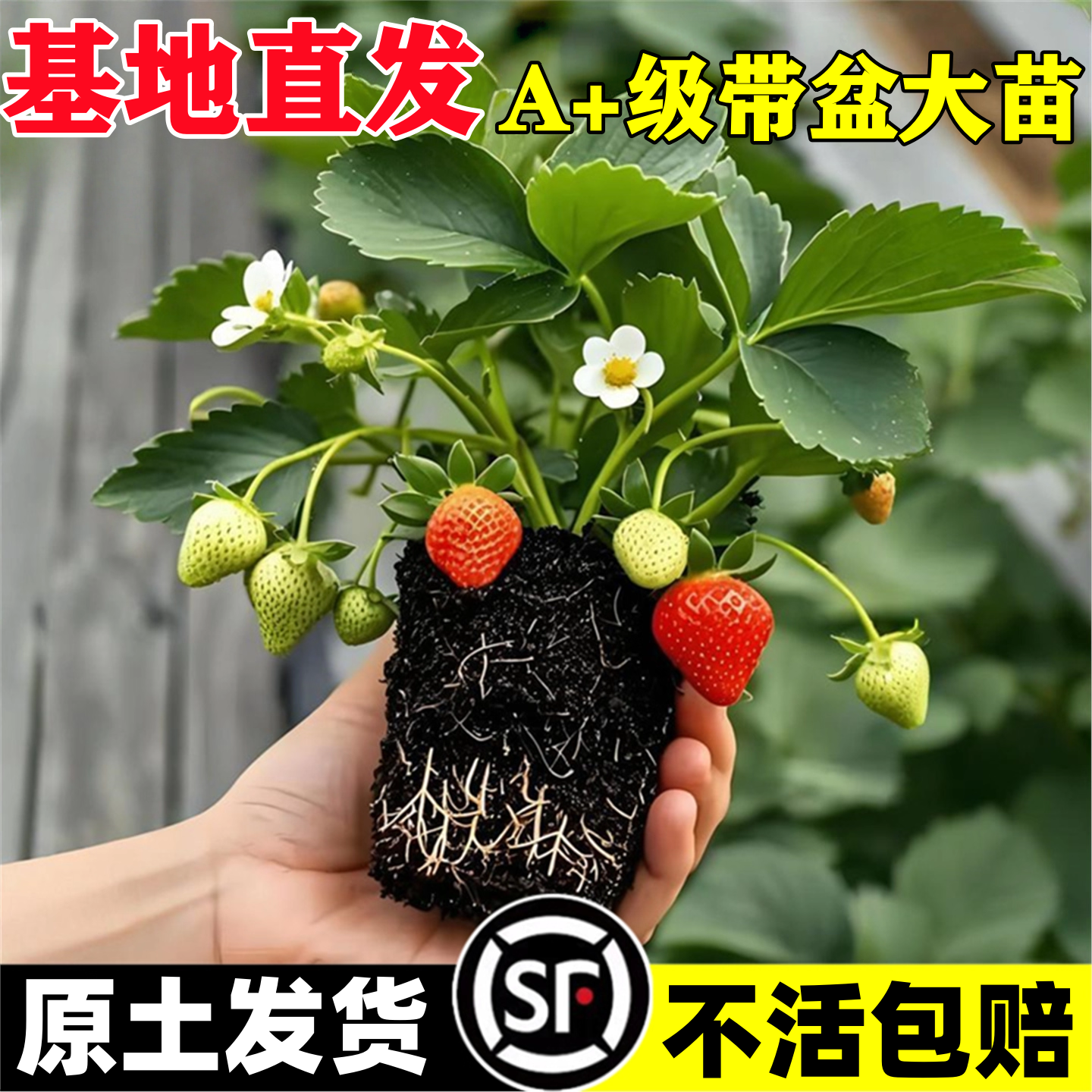 特大草莓苗盆栽带花果四季结果