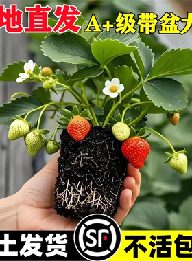 奶油草莓苗盆栽带花带果带土种籽子红颜四季结果阳台种植新苗苗秧