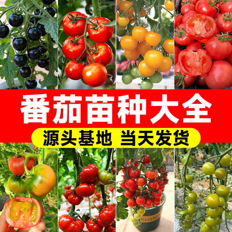 【番茄苗基地】全网热销100万+