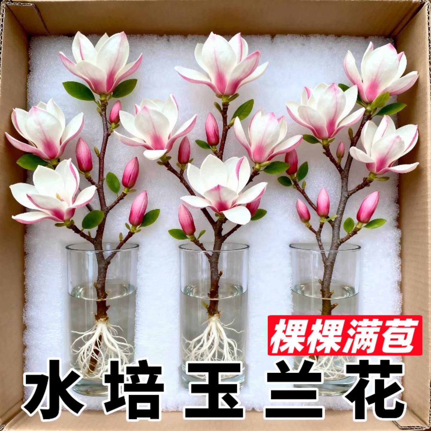 带花苞玉兰花水培鲜切花玉兰鲜枝