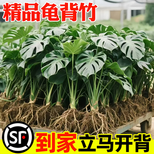 龟背竹水培植物室内好养绿植物老桩客厅大叶盆栽净空气春羽天堂鸟