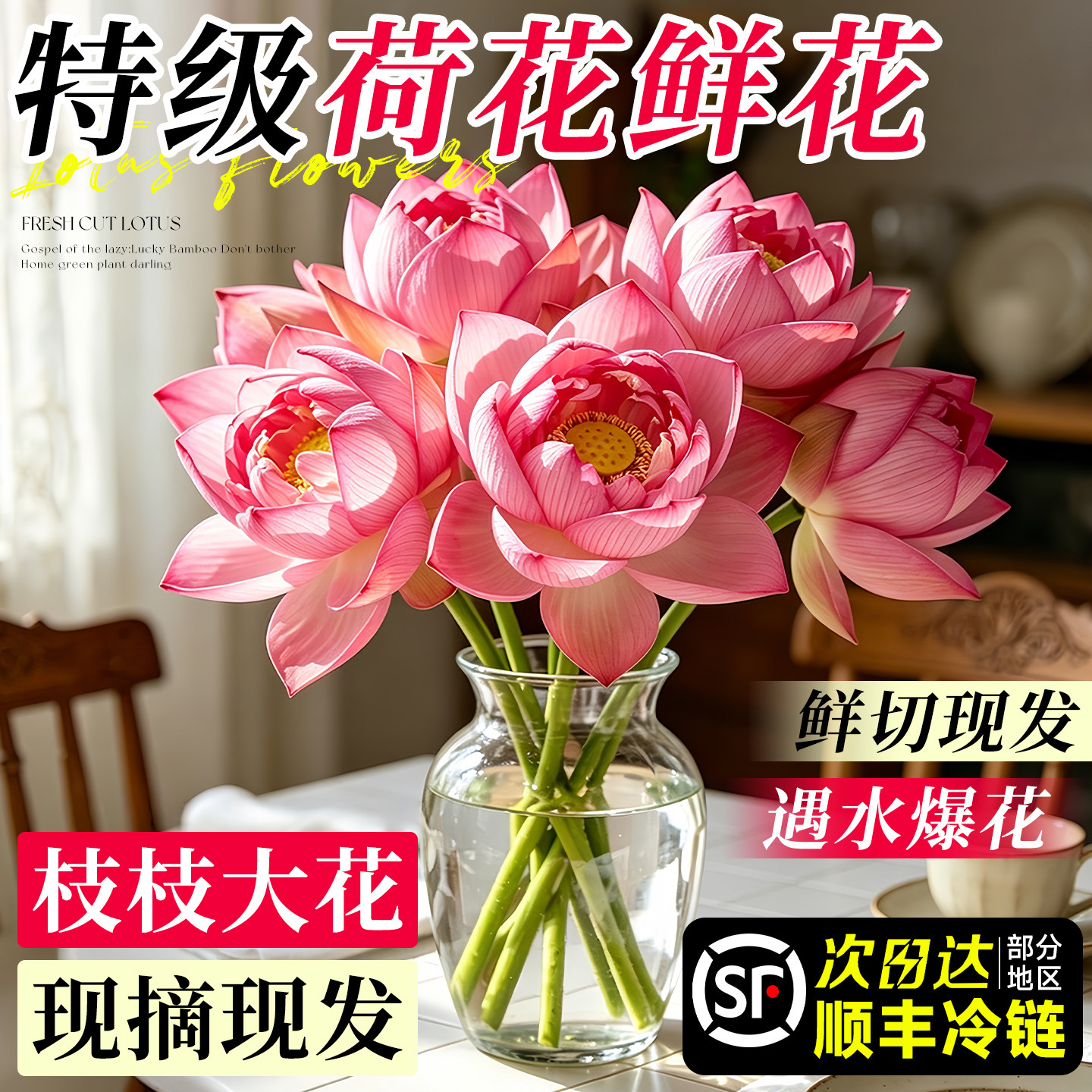 【顺丰次日达】荷花鲜花云南直发