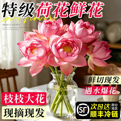 【顺丰次日达】荷花鲜花云南直发