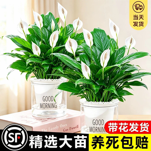 一帆风顺水培植物室内绿花卉盆栽