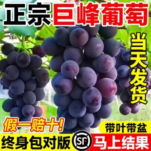 巨峰葡萄树苗带土发货阳光玫瑰果树大苗盆栽四季院爬藤南北方耐寒