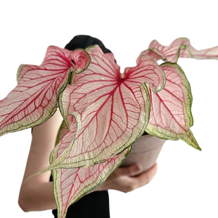 彩叶芋盆栽水培植物室内好养粉色飞溅海芋竹芋类彩色花卉绿植大全