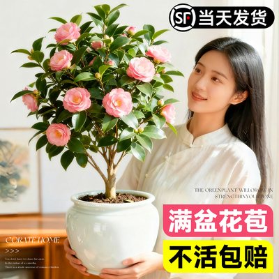 山茶花盆栽香妃茶花树苗带花苞