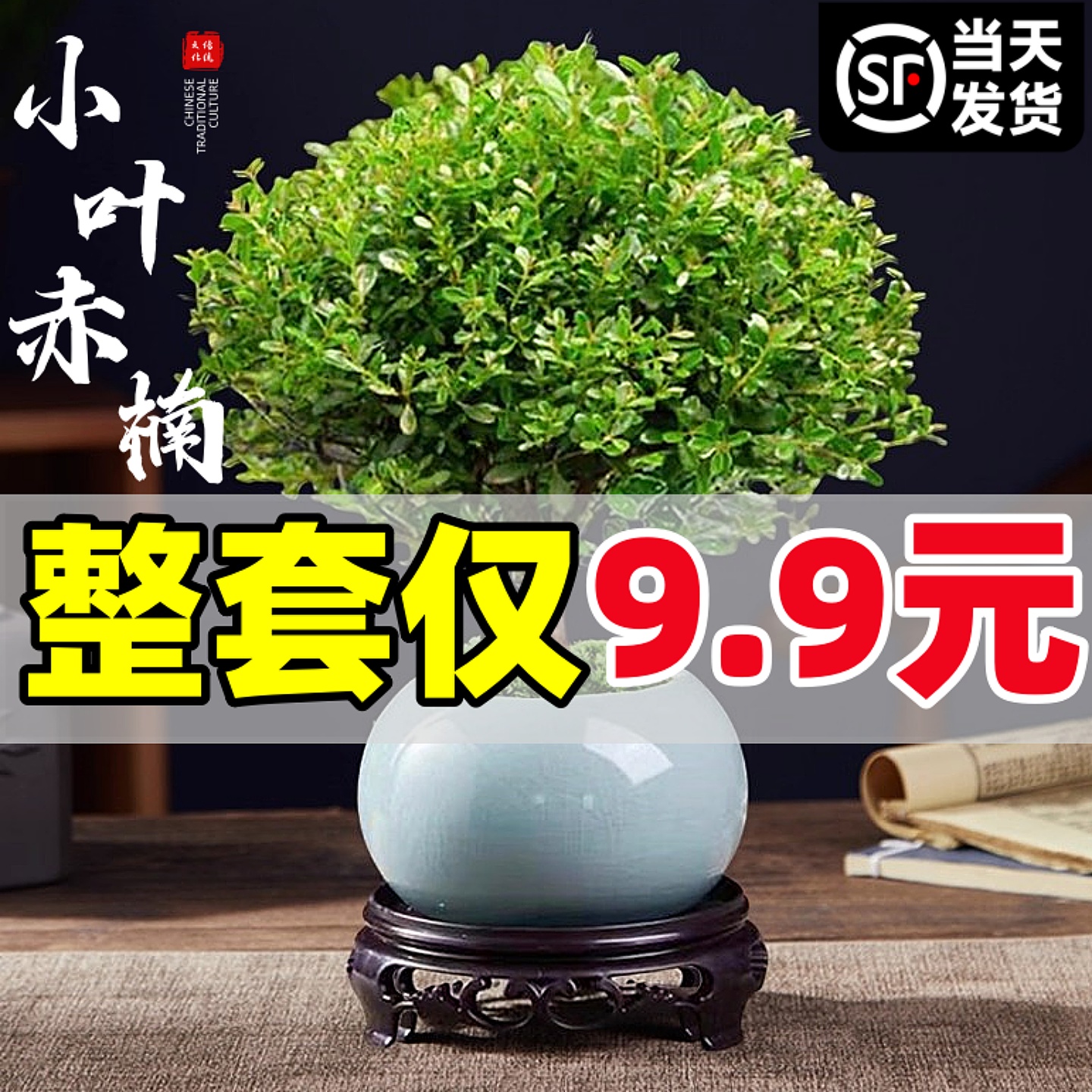 小叶赤楠盆栽盆景老桩树苗微景观四季好养办公室内禅意桌面小绿植