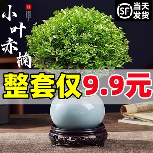 小叶赤楠盆栽盆景老桩树苗微景观四季好养办公室内禅意桌面小绿植