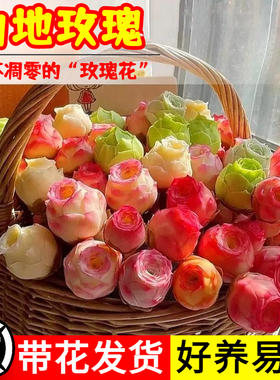 夏季多肉山地玫瑰水蜜桃酒杯粉耶罗鸡蛋翡翠球花绿多肉植物盆栽