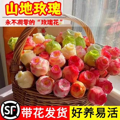 【水蜜桃山地玫瑰】好养多肉植物