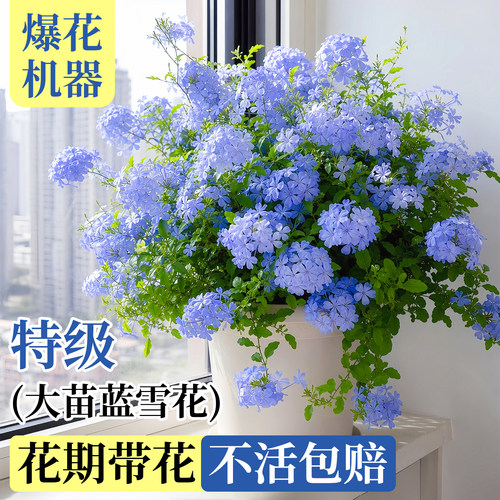 蓝雪花盆栽特大号花卉棒棒糖爬藤老桩大苗好养阳台花园观赏白雪花