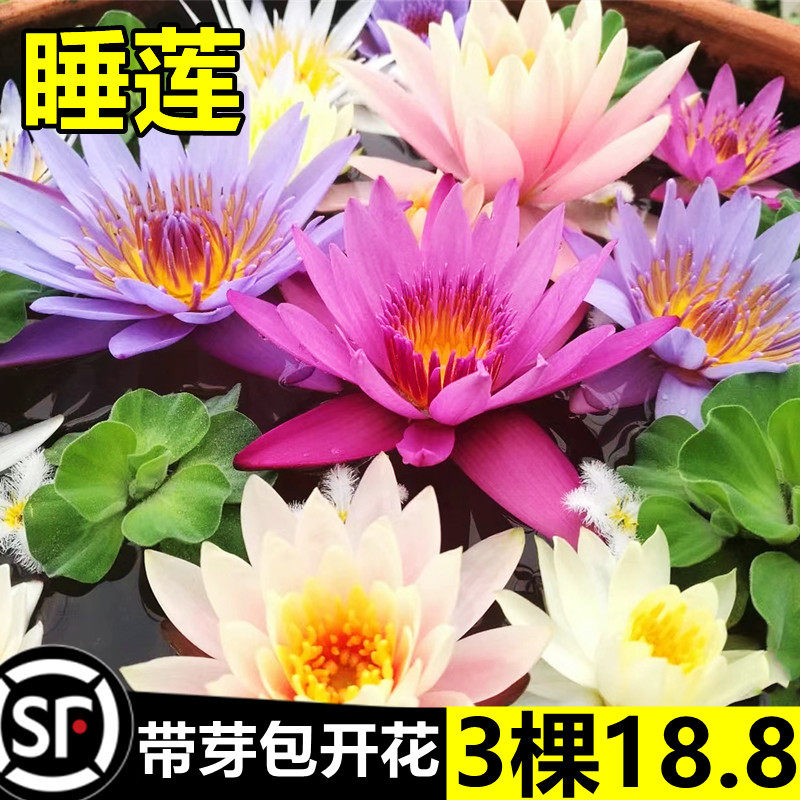 睡莲水培植物四季带花水池塘莲花根块水养花卉盆栽碗莲花根茎带芽