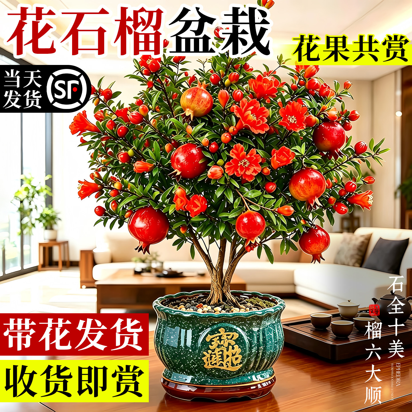 花石榴盆栽带果观赏果树苗室内阳台盆景多季开花庭院植物花卉好养