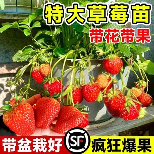 奶油草莓苗秧四季 结果盆栽带果原土原盆特大号红颜水果种子绿植物