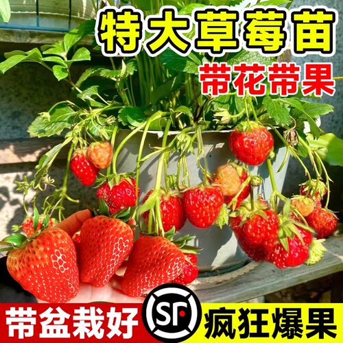 带盆栽好！带果特大号草莓苗秧