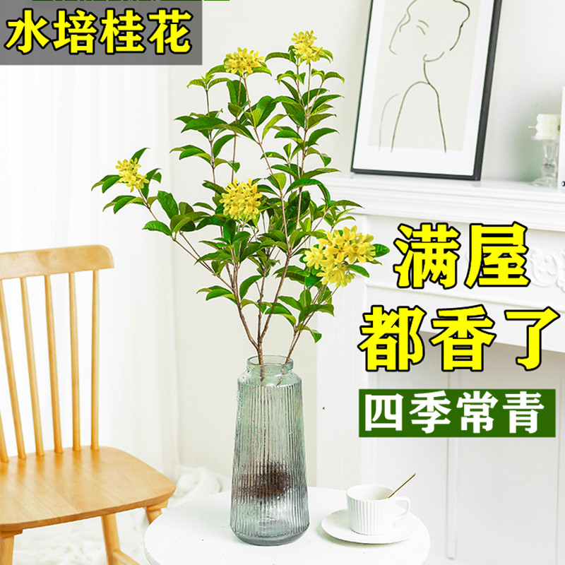 水培桂花盆栽树苗水养植物四季桂花鲜切花浓香型室内好养绿植花卉 鲜花速递/花卉仿真/绿植园艺 时令草本花卉 原图主图