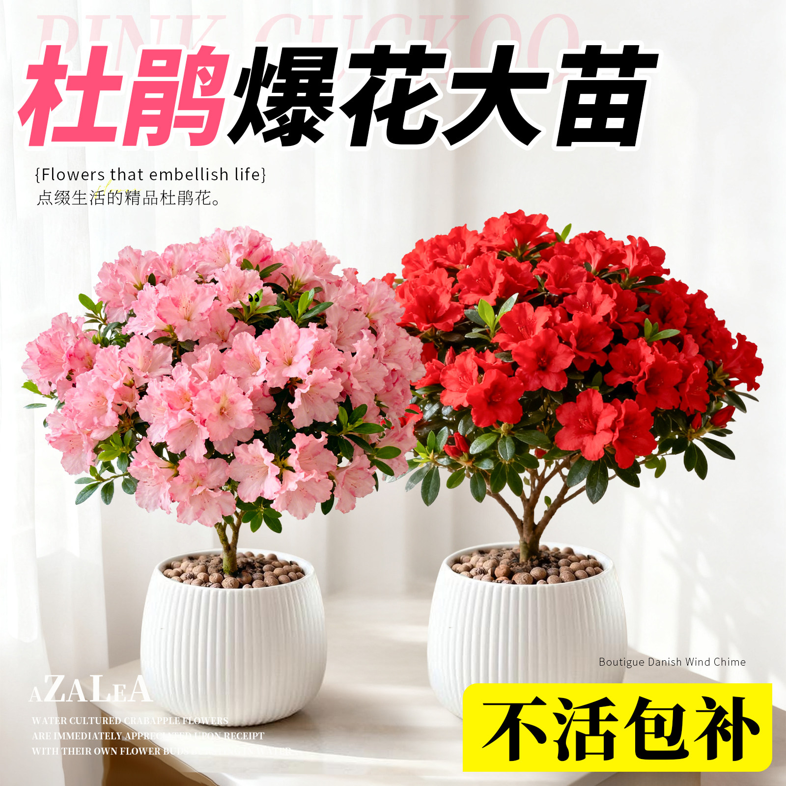 四季开带花苞好养耐寒热杜鹃盆栽图片