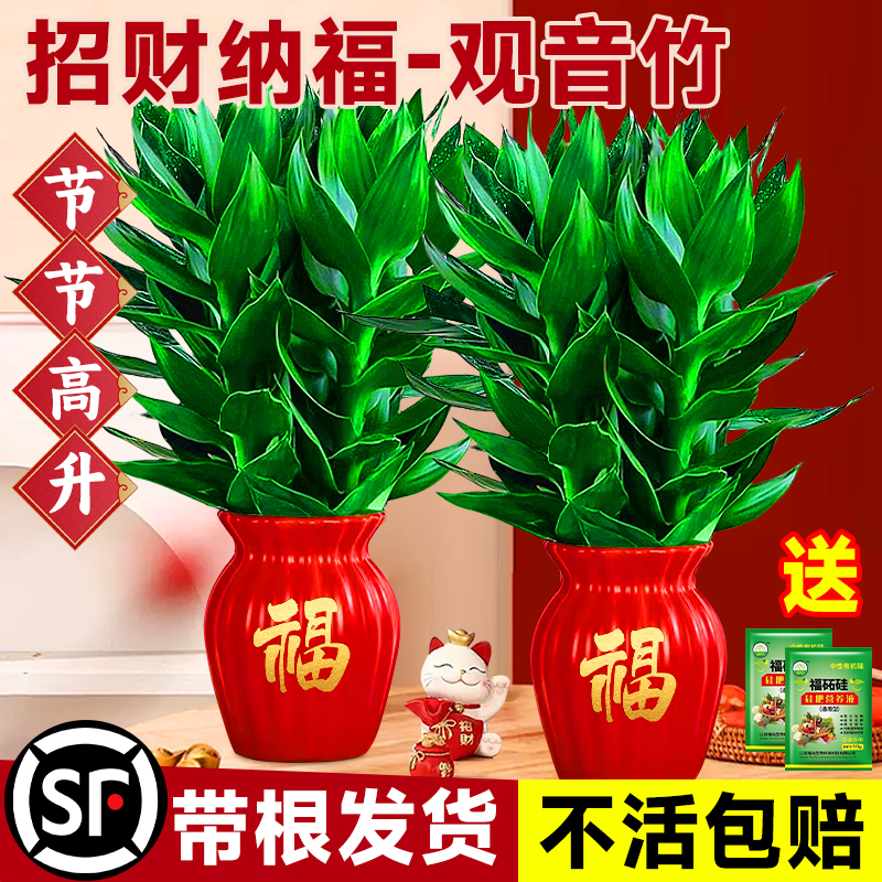 【年头红到年尾】招财转运观音竹