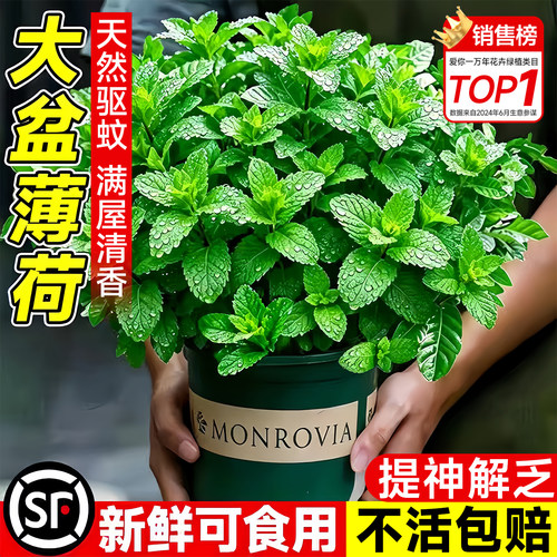 长效提神工作效率加倍