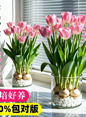 进口郁金香种球水培植物室内阳台盆栽5五度球种子适合冬天的花卉