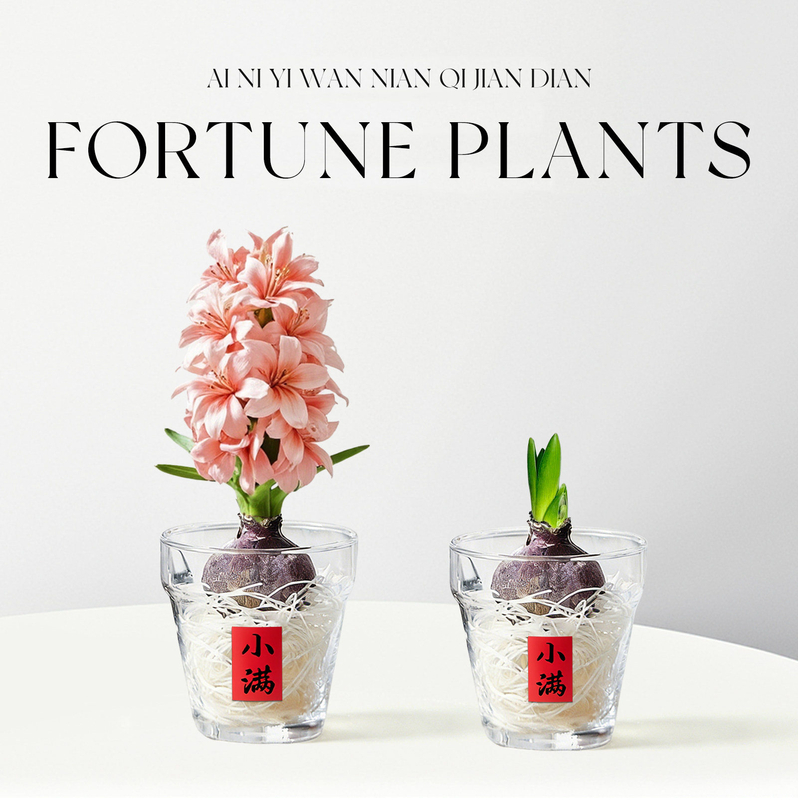 【带芽发货】风信子种球水培植物图片