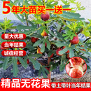 特大波姬红南北方阳台种植地栽当年结果 无花果树苗盆栽水果苗四季