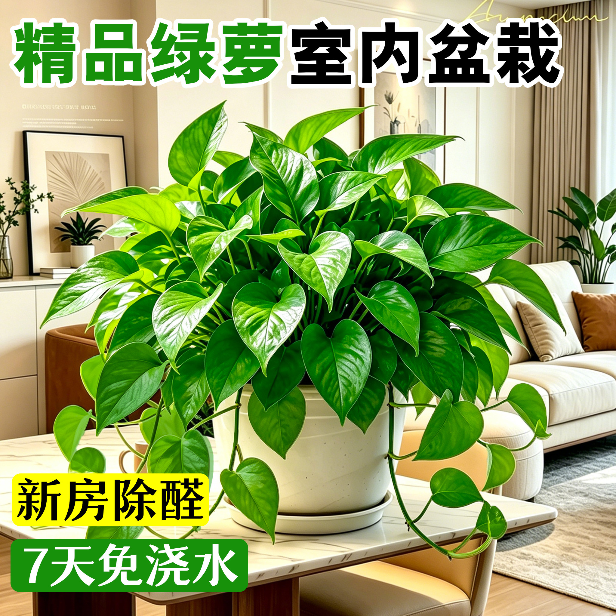 绿萝盆栽室内绿植除甲醛水培植物大盆绿箩长藤款新房客厅四季好养