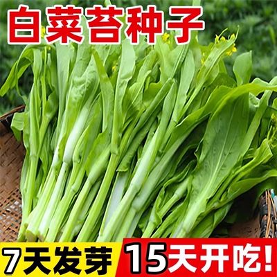 白菜苔种子阳台庭院盆栽