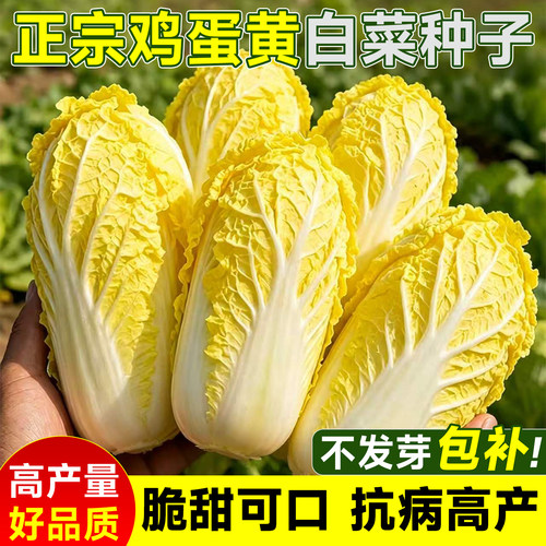 【全网热销】鸡蛋黄奶油白菜种子