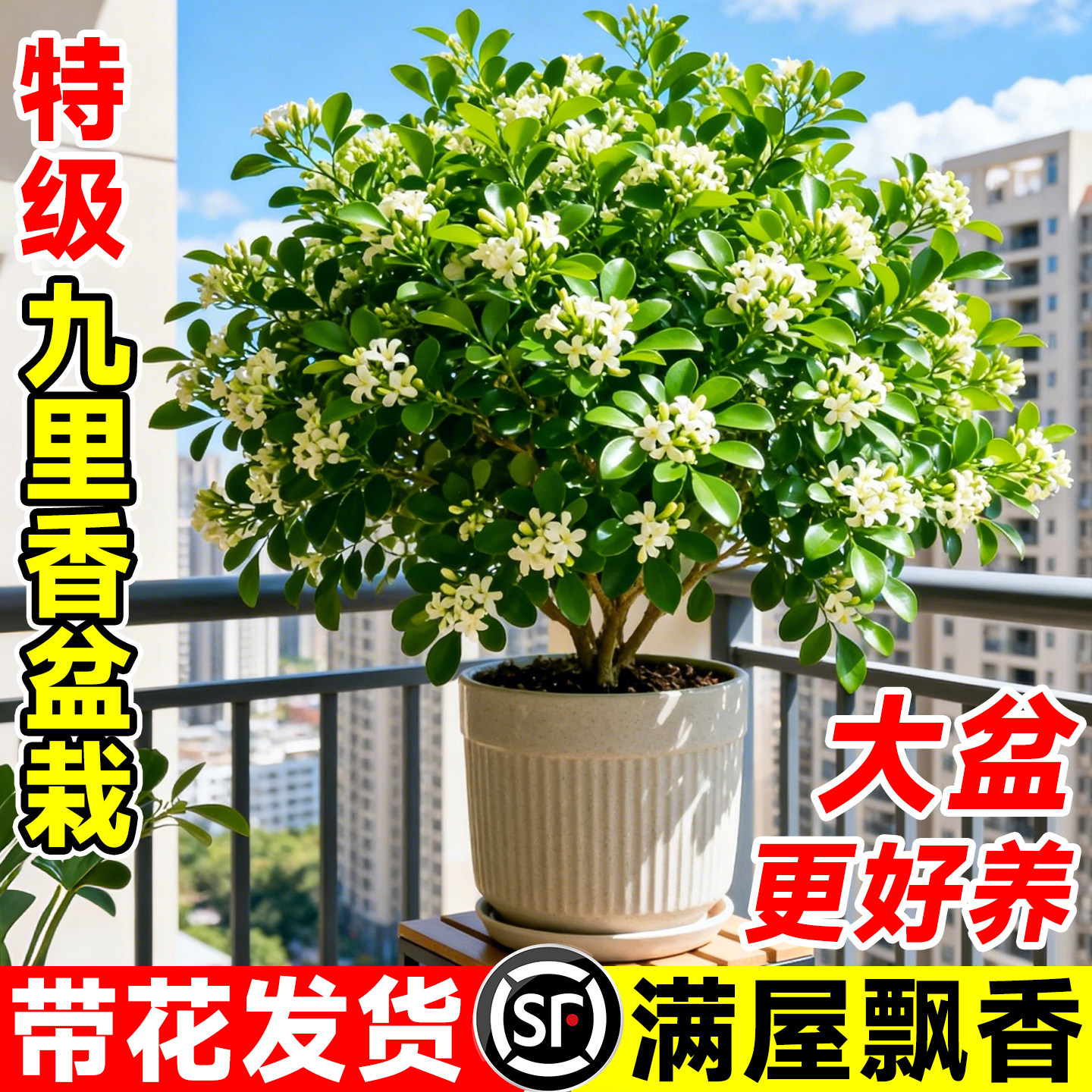 特级九里香盆栽带花苞大苗开花浓香驱蚊绿植物室内好养活四季开花