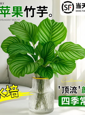 青苹果竹芋水培植物室内好养绿植办公客厅净化空气盆栽四季常青花