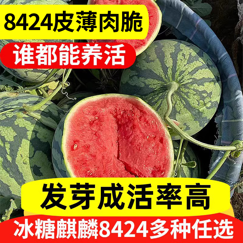 冰糖麒麟西瓜种籽8424无籽西瓜种子水果蔬菜种植新秧苗四季纯甜-封面