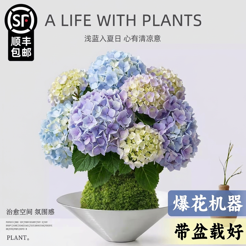 水培植物绣球花盆栽苔藓球花卉带花苞室内桌面阳台四季懒人好养活