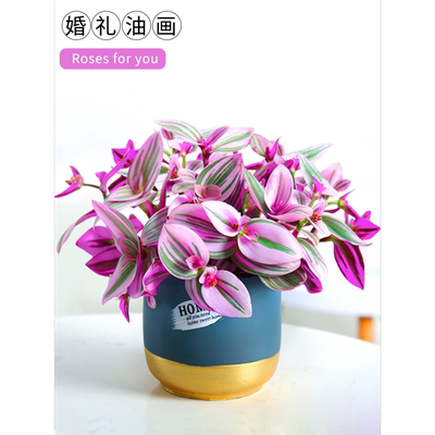 油画婚礼吊兰水培植物好养