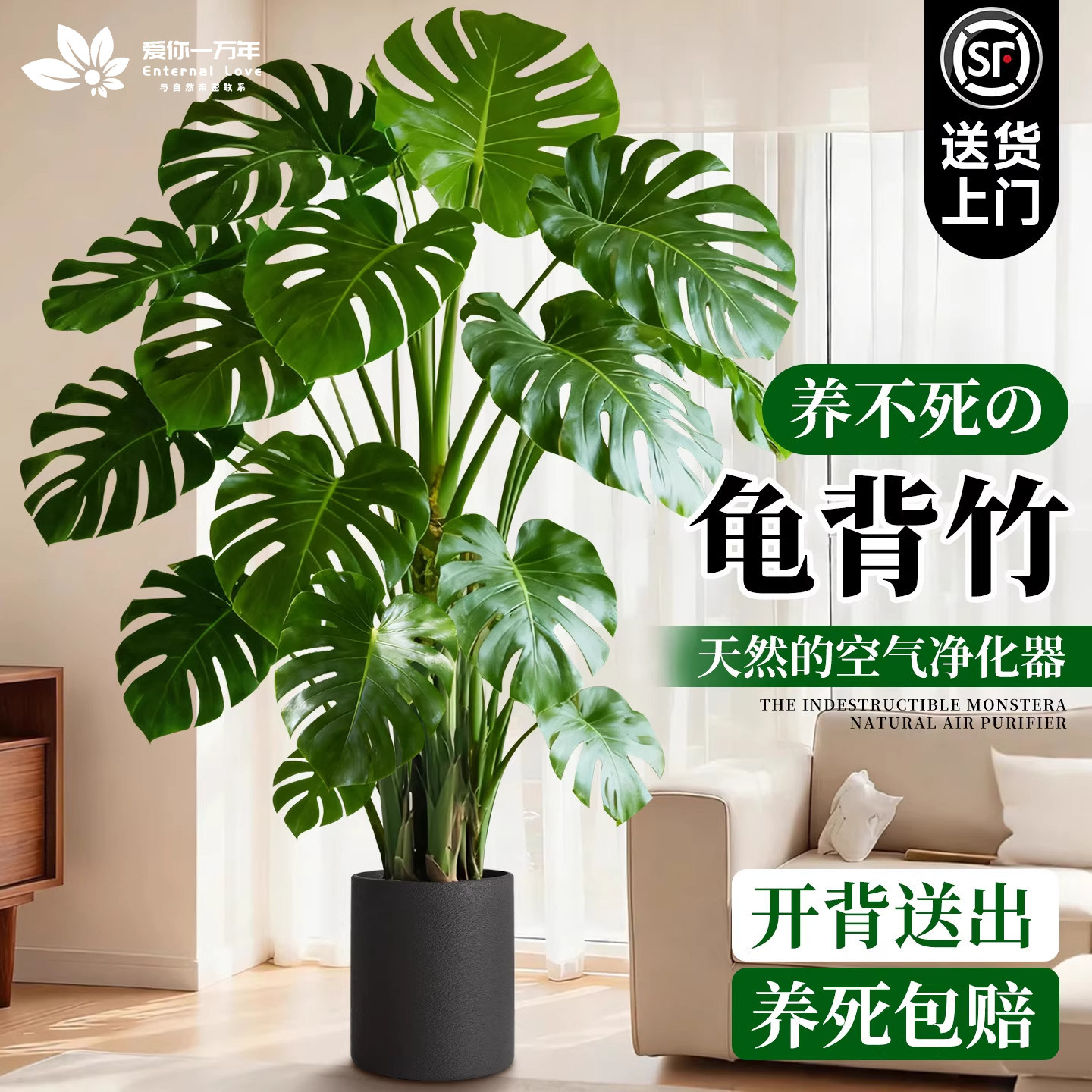 洒金龟背竹客厅大盆栽大叶老桩开背龟背竹办公室内大型落地绿植物
