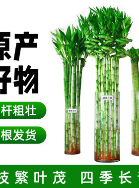 水养富贵竹转运弯龙开子带根