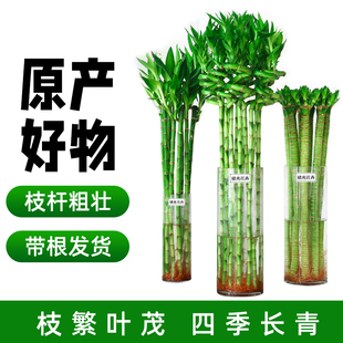 水养富贵竹转运竹弯竹龙竹水竹开运竹子带根室内绿植水培植物花卉