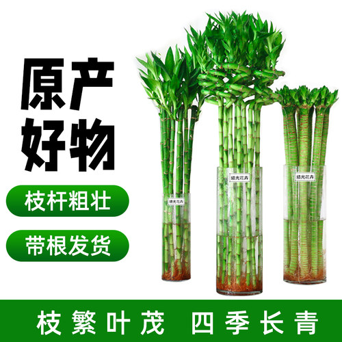 水养富贵竹转运弯龙开子带根