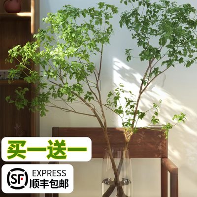 【顺丰】马醉木水培植物日本吊钟