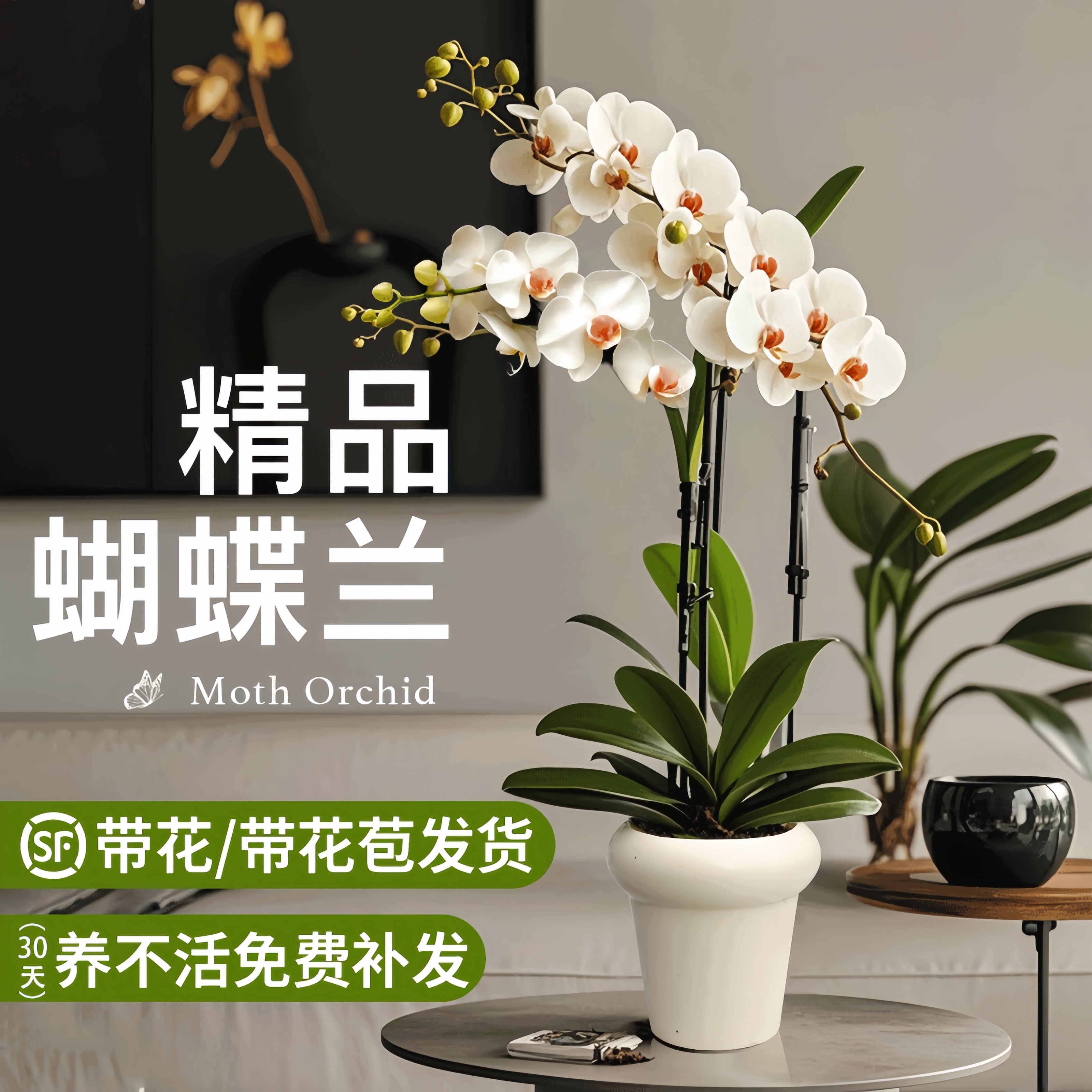 蝴蝶兰盆栽带花室内绿植好养易活