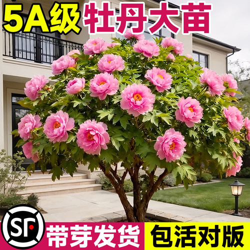 牡丹大花四季盆栽老桩庭院