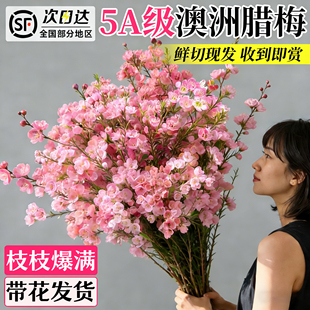 澳洲腊梅鲜花水培真花鲜枝干枝年宵花卉银柳室内客厅摆件云南直发