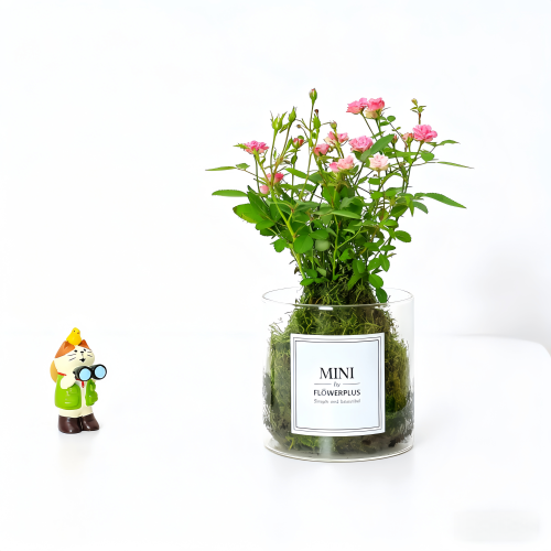 姬月季带花苞水培苔藓球植物