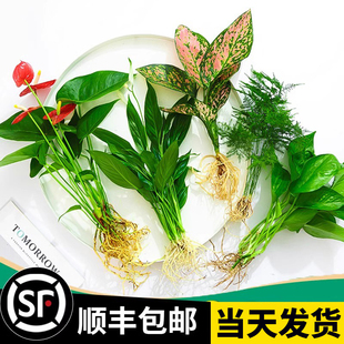 花卉盆栽水培植物室内花绿植四季 水生好养活绿萝富贵文竹芋红白掌