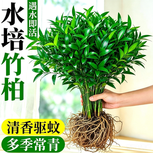 水培竹柏驱蚊植物室内绿植好养活