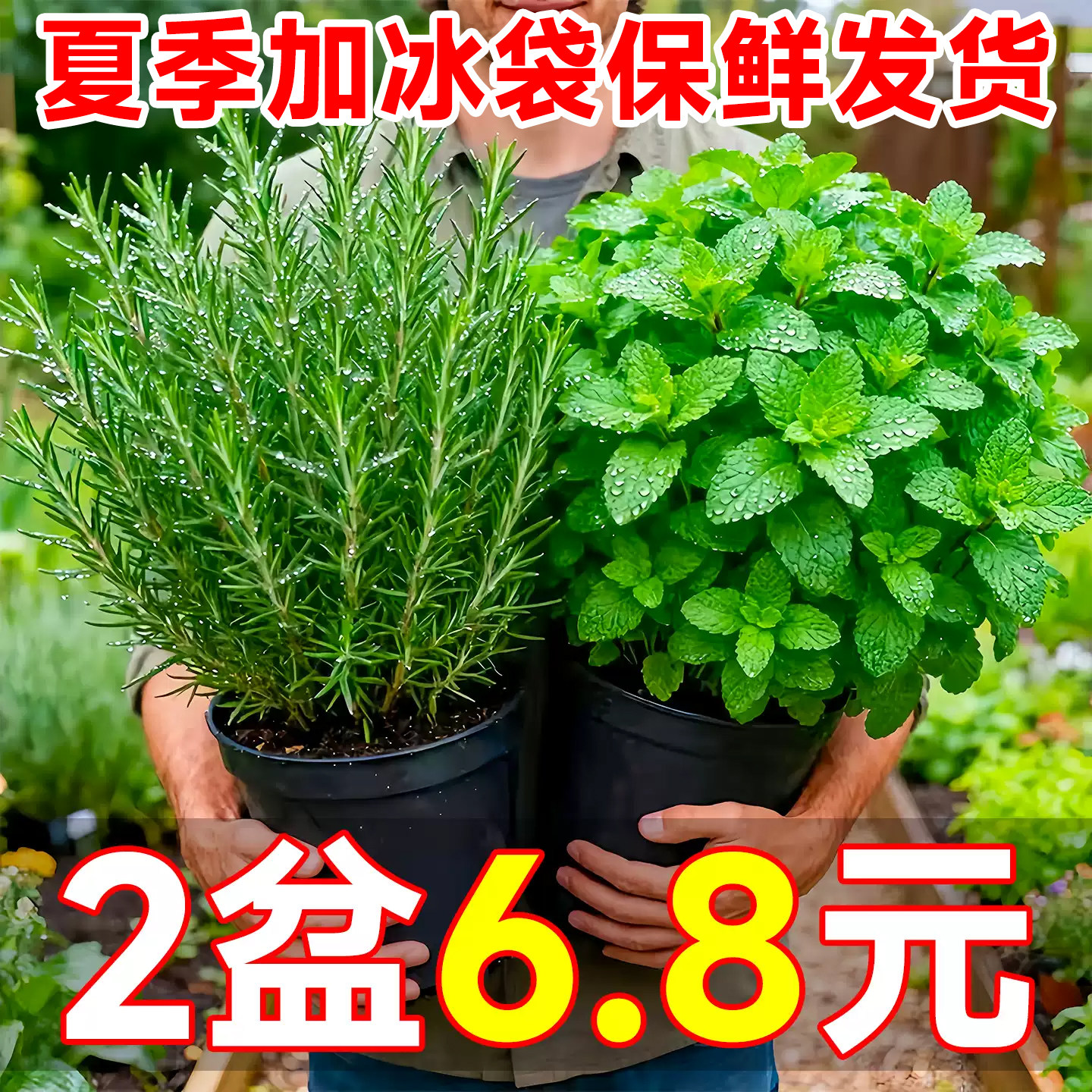 食用薄荷盆栽驱蚊迷迭香水培植物图片