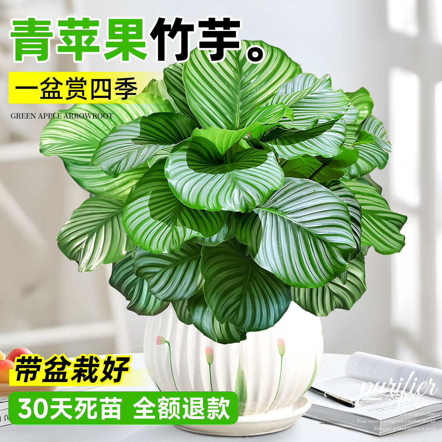 青苹果竹芋室内耐阴植物新手好养图片