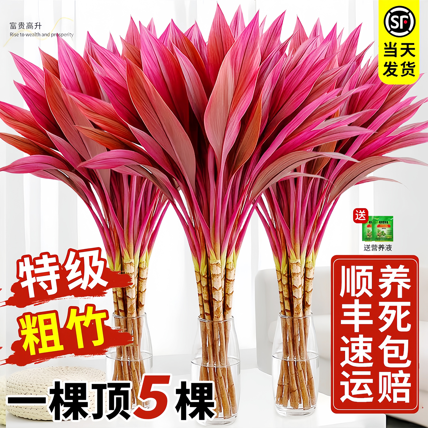 【一棵顶5棵】产地精选品质放心