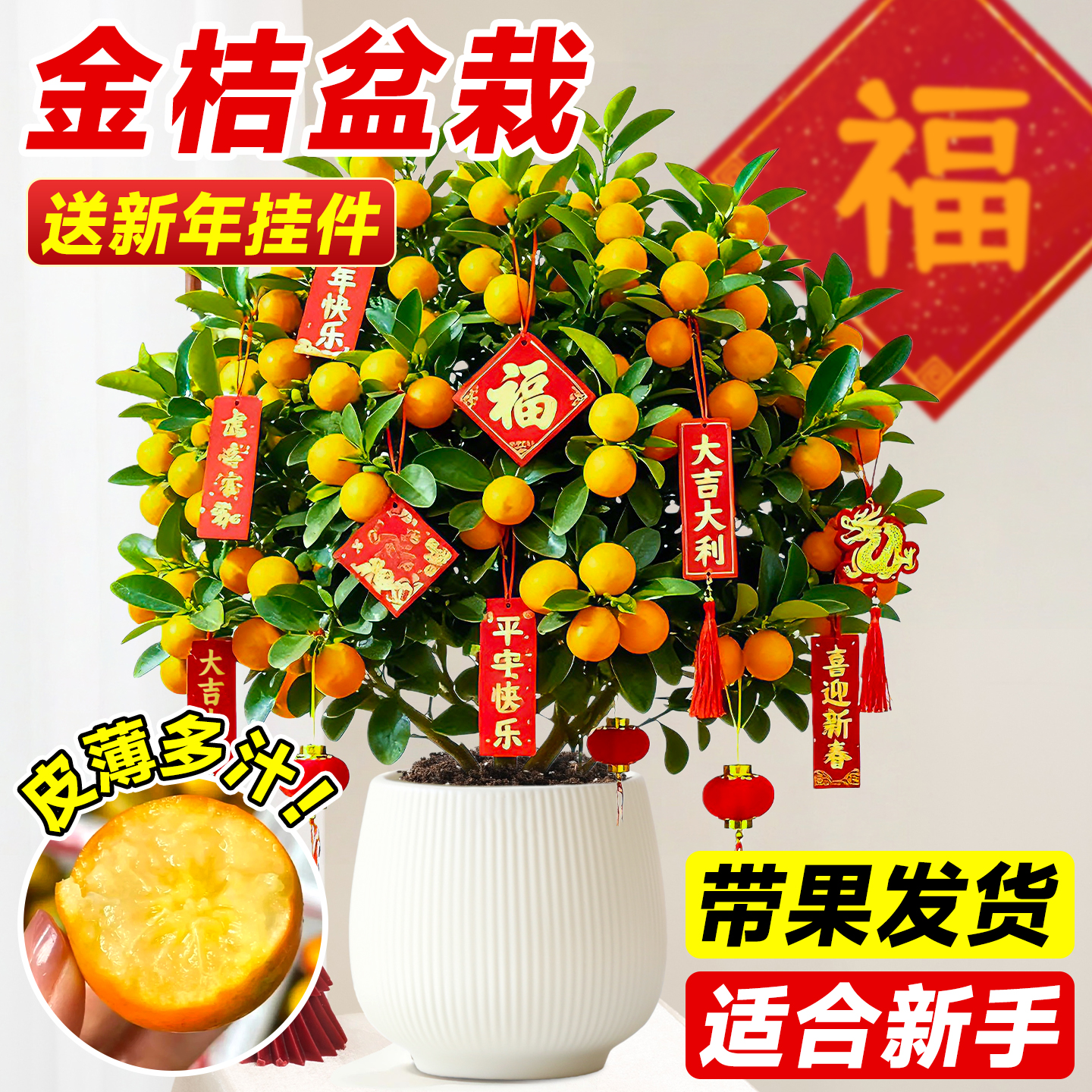 金桔树树苗盆栽可食用带果发货